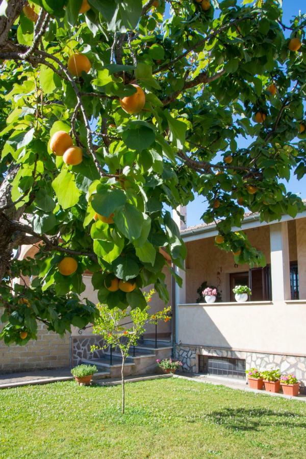 Bed and Breakfast L'Albicocco Ladispoli Exterior foto